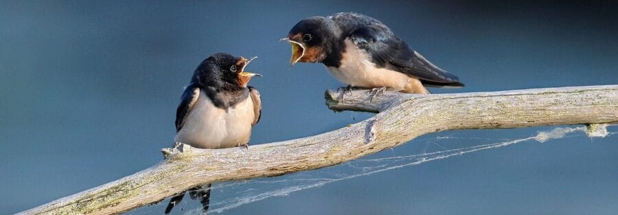 Two birds squawking at each other, symbolizing talk therapy’s conscious communication style.