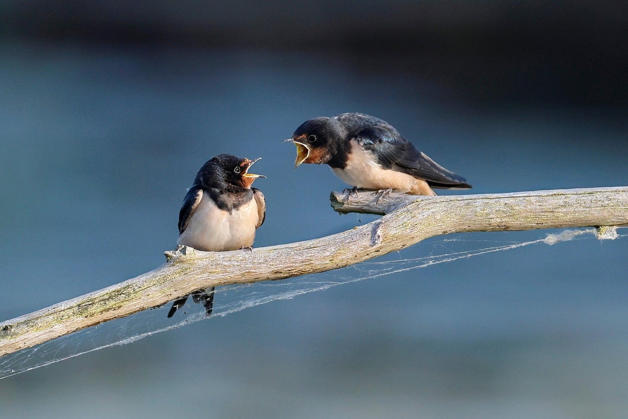 Two birds squawking at each other, symbolizing talk therapy’s conscious communication style.